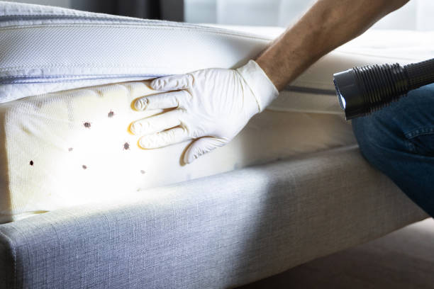 Best Pest Control Near Me  in Walterboro, SC