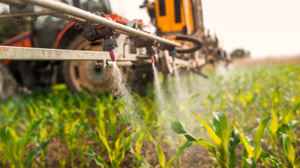 Best Ant Control Services  in Walterboro, SC